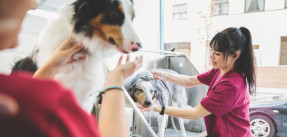 Dog groomers washing dogs